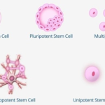 stem cells therapy