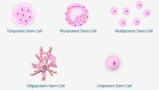 Stem Cells: Myths and Controversies