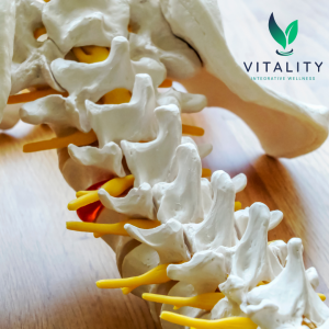 A close up image of the model of the spine, vertebral discs and spinal nerves.