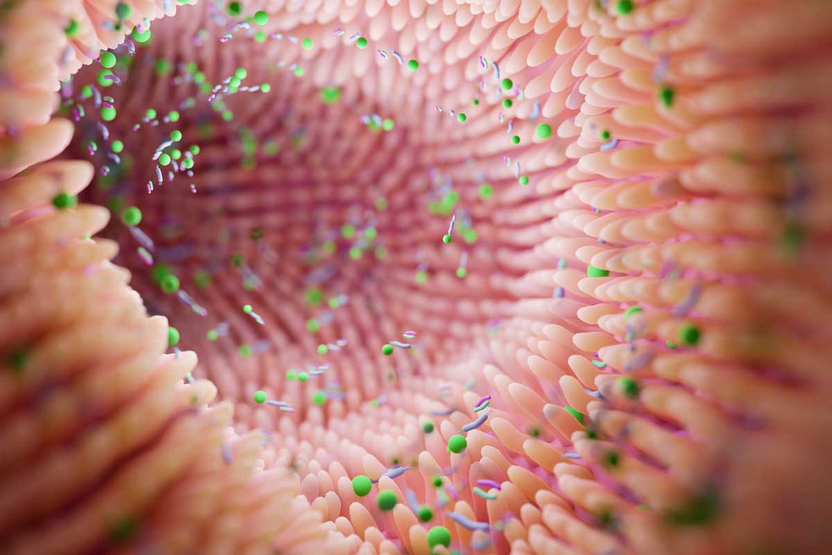 The Importance of Gut Health and Its Impact 2 A 3d computer generated illustration showing how a healthy gut lining aids in the digestion process.